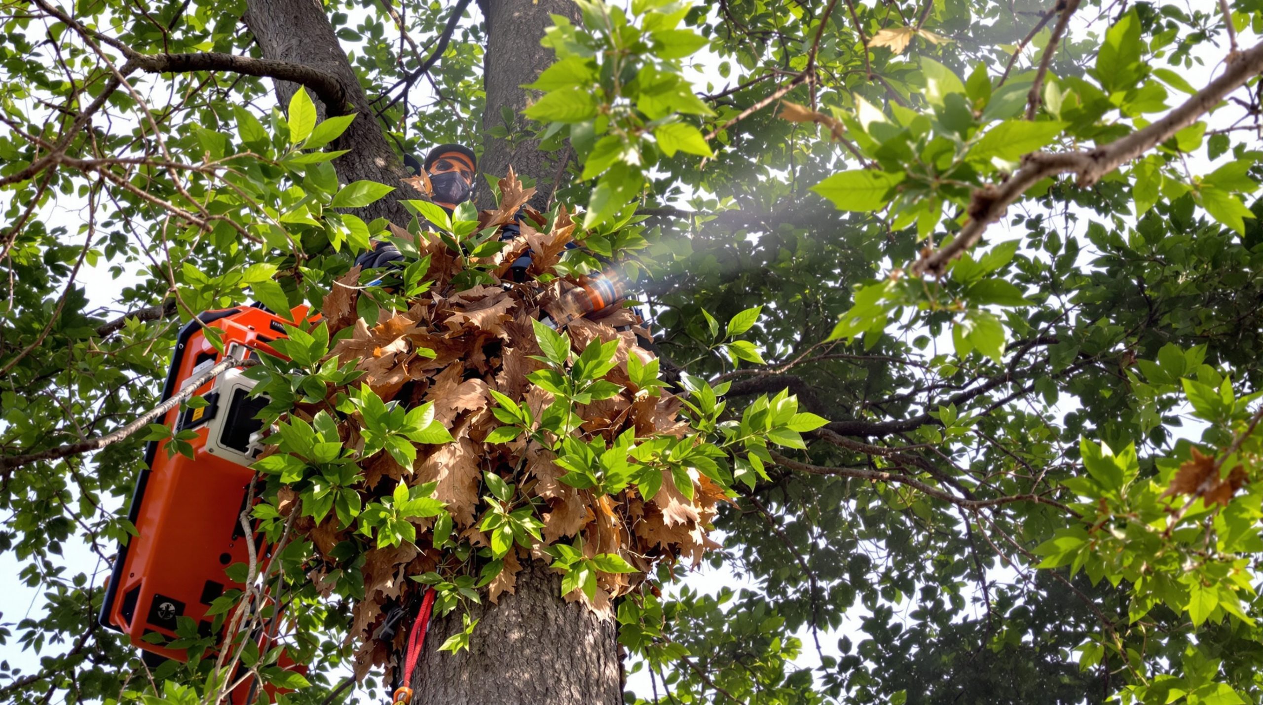 Élagueur Vérac 33240 : Les meilleurs de Gironde